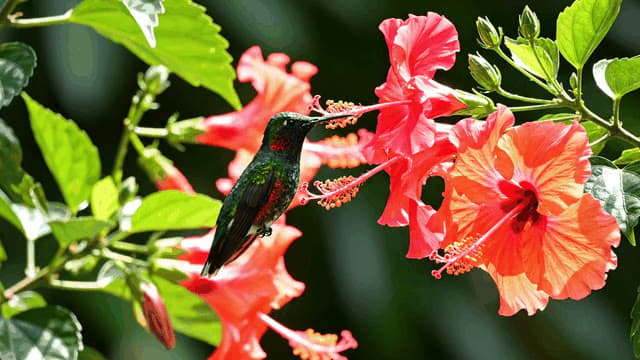 A hummingbird sipping nectar from vibrant flowers in a sunlit tropical garden, its wings a blur of motion amidst the blooming petals.