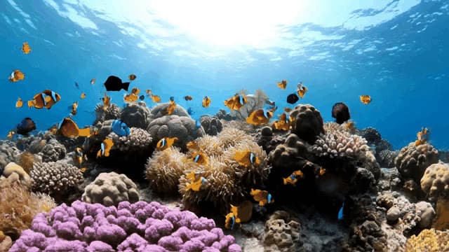 A serene underwater panorama of a vibrant coral reef, teeming with colorful fish and swaying sea anemones. The camera slowly dives through sunlit waters, showcasing intricate coral structures and t...