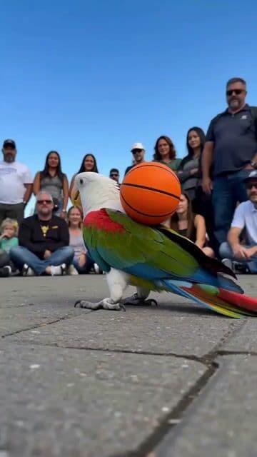 Parrot Basketball Street Show
