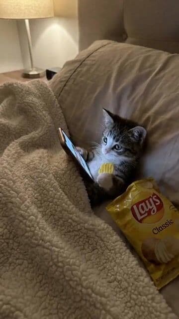 Kitten Burrito Scrolling Phone